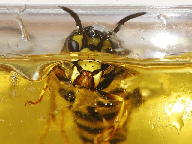 Households may need to brace themselves for an influx of wasps