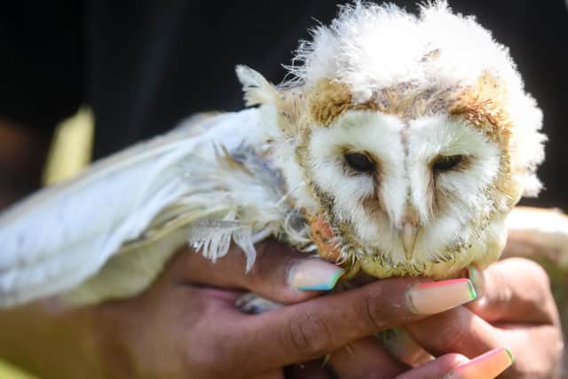 Frankie the baby barn owl needs an operation to fix his deformed wing in order for him to fly. Picture: Dan Martino/JPI Media