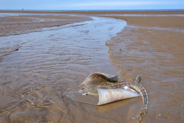 A thornback ray was found stranded on Blackpool's central beach this week, alongside a dogfish - a small species of shark. Picture: Daniel Martino/JPI Media