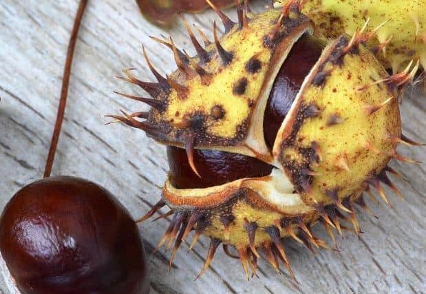 Horse chesnut