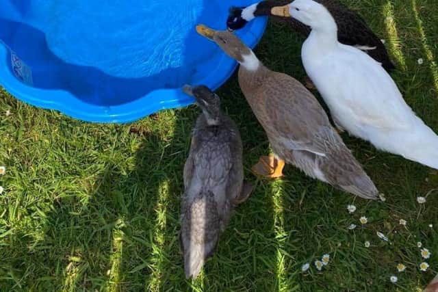 The four ducks have been stolen overnight