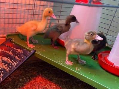 The ducks were hatched during science week in March