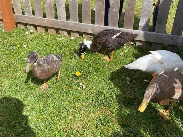 They are Indian runner ducks and cannot fly