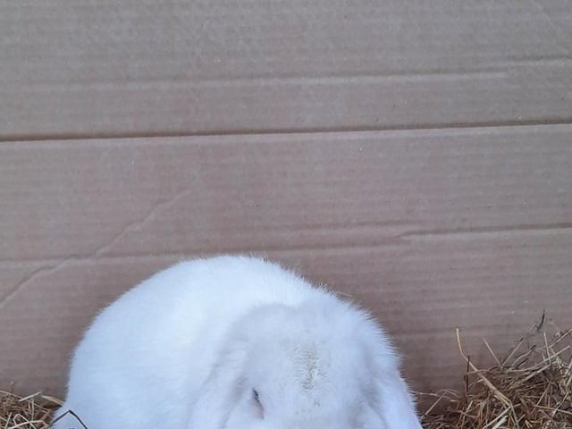 Bella pet of the week