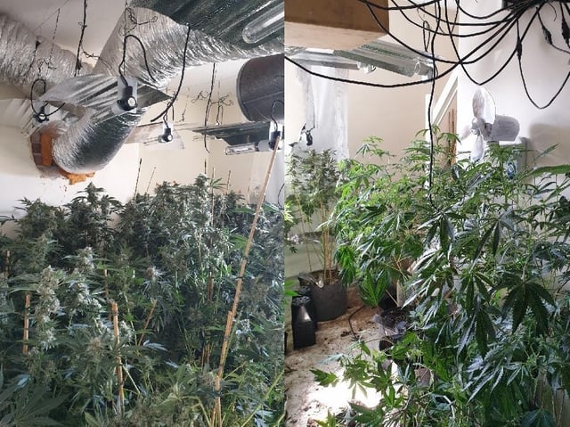 The drugs and growing equipment has since been seized. (Credit: Lancashire Police)