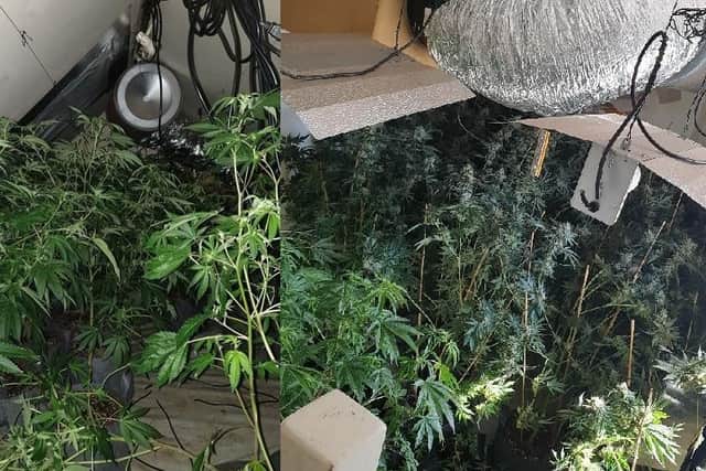 A large cannabis factory was discovered by police in Blackpool. (Credit: Lancashire Police)