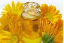 Calendula