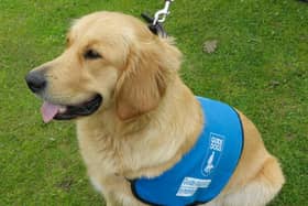 Poppy the guide dog