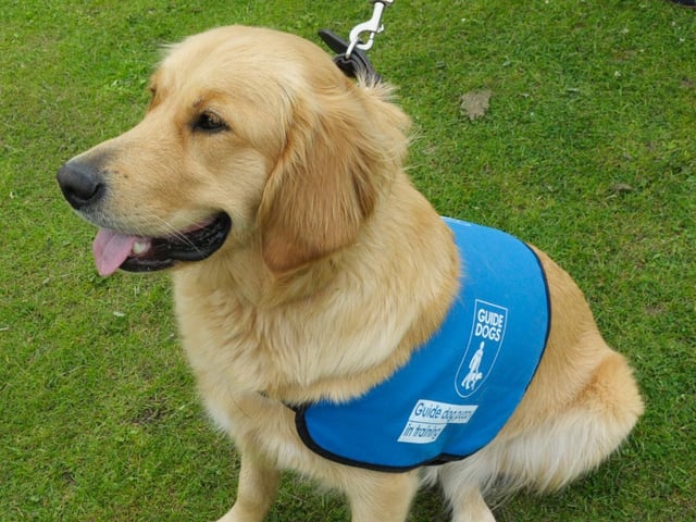 Poppy the guide dog