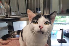 Pet of the week - Kobi