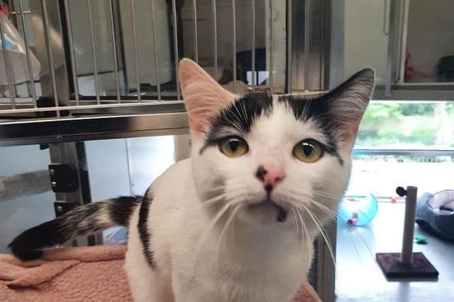 Pet of the week - Kobi