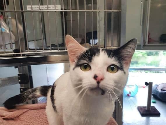 Pet of the week - Kobi