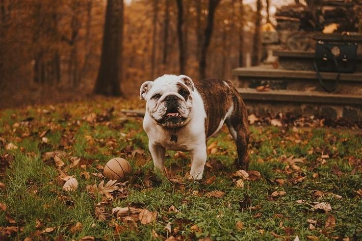 The English Bulldog is the UK's most expensive dog, with puppies selling for an average of £2,995.