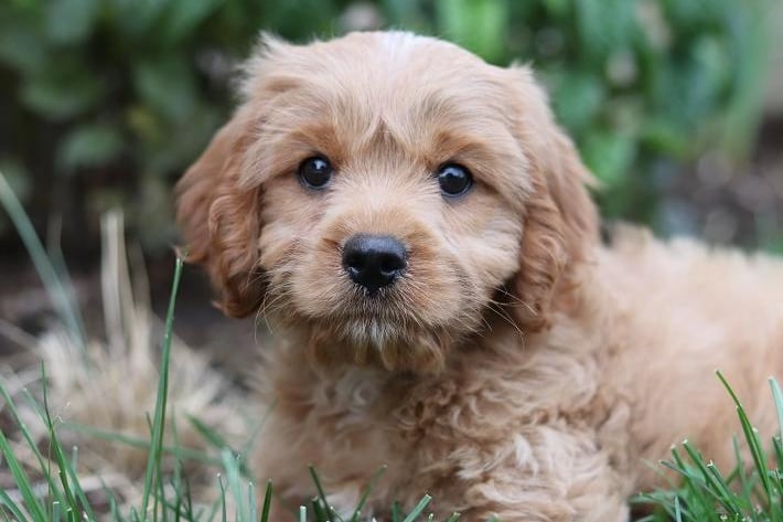 The Cavapoo - a cross between the Cavalier King Charles Spaniel and a Poodle - is the runner-up when it comes to pricey dog breeds, with an average price of £2,949.