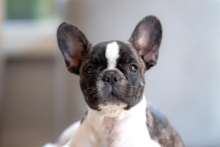 The French Bulldog is the UK's second most popular pedigree dog breed and commands a hefty average price of £2,389.