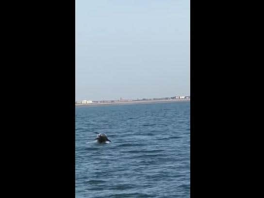 Bottlenose dolphins were spotted swimming off the coast of Fleetwood on Thursday evening by a Fleetwood RNLI volunteer during his training session. Pic: RNLI Fleetwood