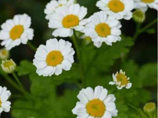 Feverfew