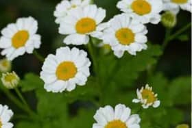 Feverfew
