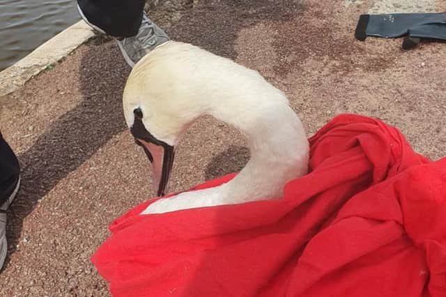 Sadly the swan died as a result of its injuries