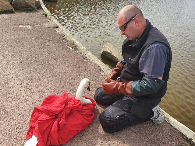 Justin Greenhalgh of Brambles Wildlife Rescue with the swan this morning