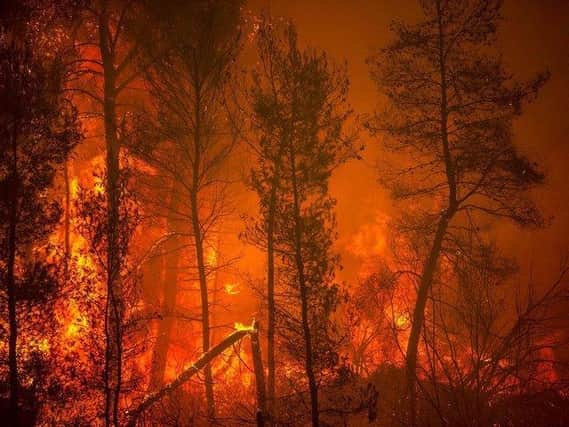 A blaze engulfs trees in its path as forest fires approach the village of Pefki on Evia (Euboea) island, Greece's second largest island, on August 8, 2021