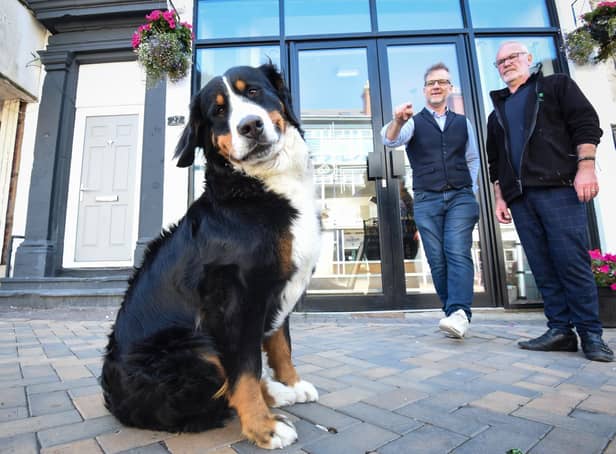 Brenda the 17-month-old Bernese Mountain Dog is already ready to greet customers with a smile at Bren's Barista! Pic: Dan Martino/JPI Media