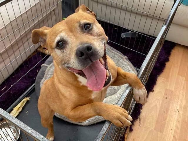 Red has been reunited with her owner after seven years