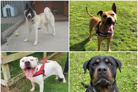 These are the 8 dogs near you in Lancashire that are looking for a forever home