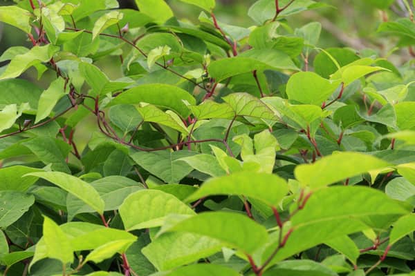 Scientists at the University of Leeds have discovered a possible breakthrough in controlling Japanese knotweed