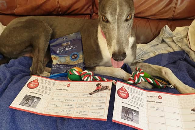 Woodie with his dog blood donor certificates