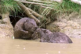 Beavers will be released into the wild under Government proposals to support a “cautious” return of the semi-aquatic mammals to English rivers. Pic: Kent Wildlife Trust/PA Wire