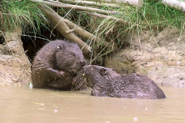 Beavers will be released into the wild under Government proposals to support a “cautious” return of the semi-aquatic mammals to English rivers. Pic: Kent Wildlife Trust/PA Wire
