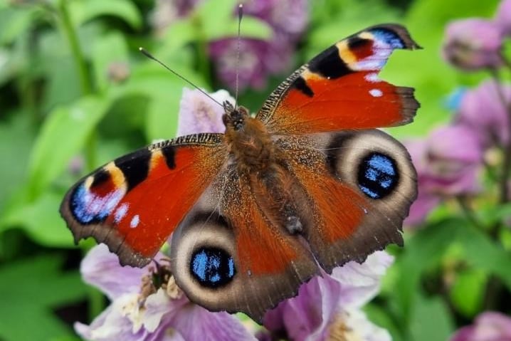 Sue Billcliffe said:"Even with a piece missing the butterfly is still lovely."