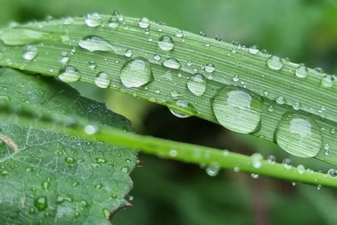 Nicola Lee took this photo of raindrops are Walton.