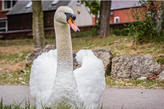 The male swan. Picture by Alison Allen
