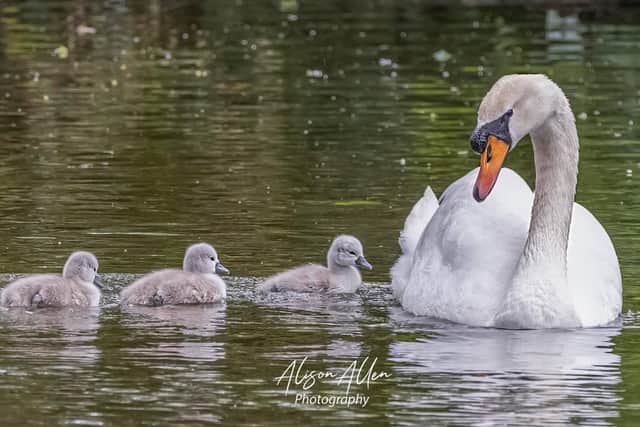 The male swan and cygnets at Ashton Gardens. Picture by Alison Allen