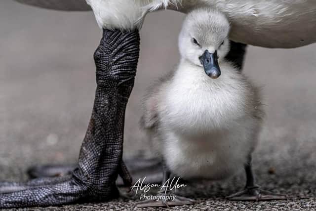 One of the cygnets at Ashton Gardens, which has been left fatherless after one of its parents was mistakenly released in Kirkham. Picture by Alison Allen