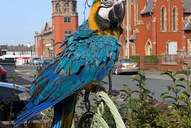 Diego the baby macaw was last seen flying towards Talbot Road on Sunday afternoon. Pic: Andy Floyd