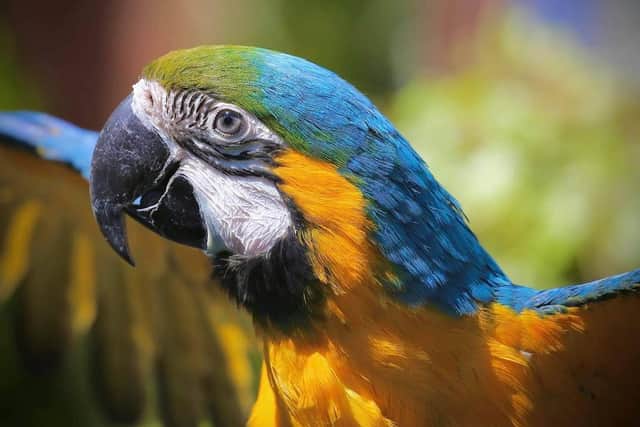 Diego the baby macaw was last seen flying towards Talbot Road on Sunday afternoon. Pic: Andy Floyd
