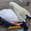 Columbo being rescued from Stanley Park