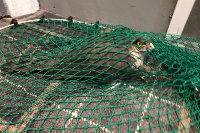 A sparrowhawk became trapped under bird deterrent netting at a hotel in St Annes. (Credit: RSPCA)