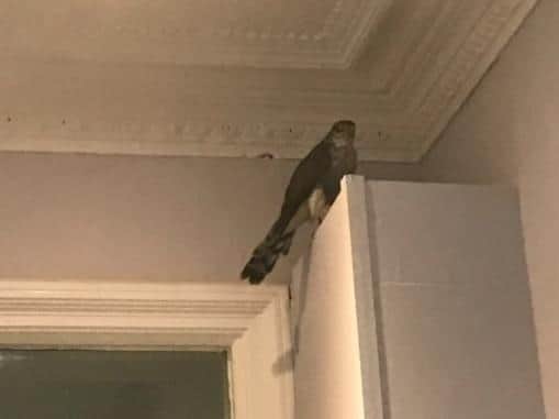 The frightened bird flew inside the hotel and into the hallway after an animal rescuer attempted to catch it. (Credit: RSPCA)