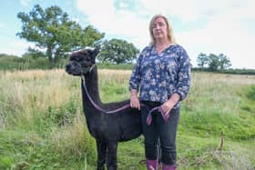 Veterinary nurse Helen Macdonald with the alpaca Geronimo at Shepherds Close Farm in Wooton Under Edge, Gloucestershire on August 25, 2021