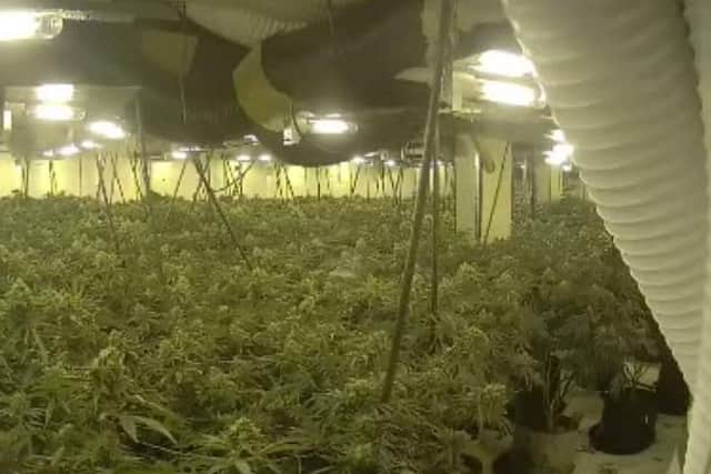 950 plants were seized by police yesterday