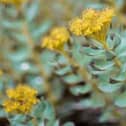 Rhodiola