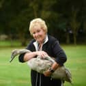 Irene O'Connor has been helping the RSPCA rehabilitate swans for more than 30 years