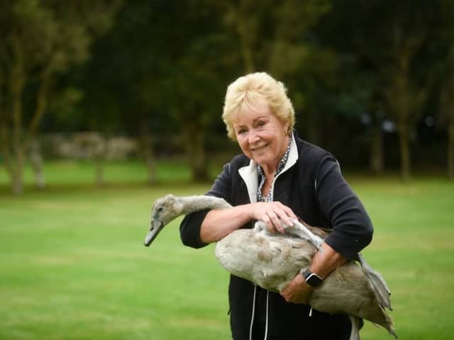 Irene O'Connor has been helping the RSPCA rehabilitate swans for more than 30 years