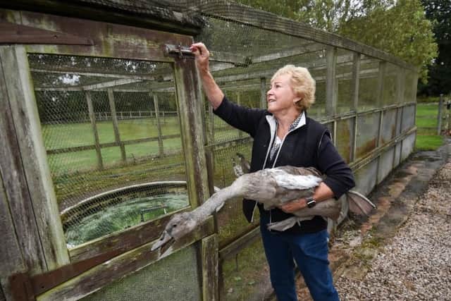Irene pictured with the cygnet that was brought in for care after being attacked by a dog