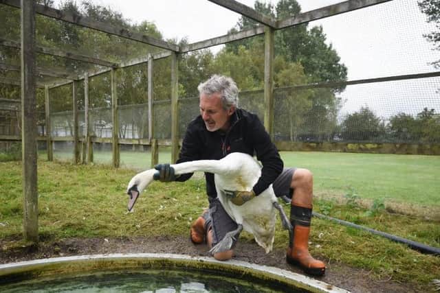 Paul Fothergill, maintenance manager at Swan's Rest, with one of the swans