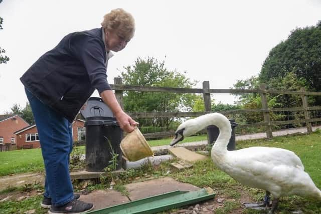 Irene feeds the swans